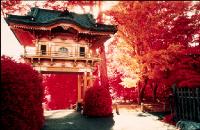 Color Infrared -  Japanese Gardens 1